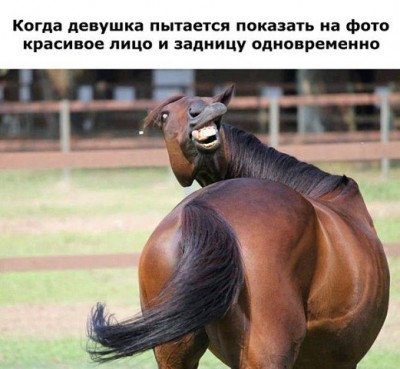 horse.jpg