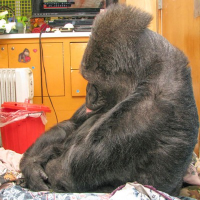 Koko crying for her friend.jpg