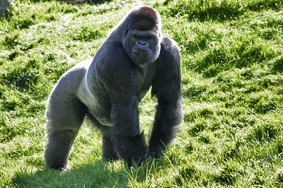 gorilla.jpg
