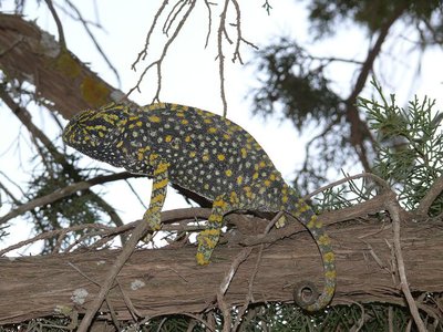 cameleon.jpg