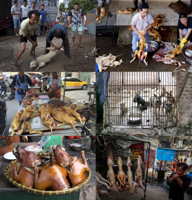 25-Asie-Viande de chiens.jpg