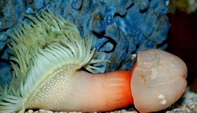 jellyfish.jpg