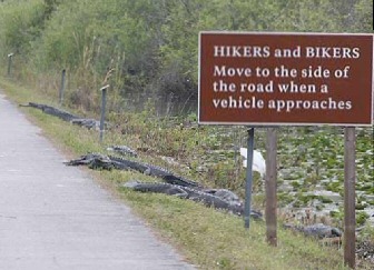 crocodile_hike.jpg