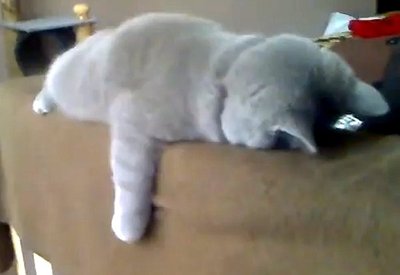 planking-cat.jpg