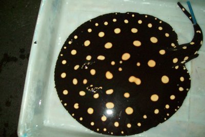 BD Ray D32 - Male (29cm.JPG