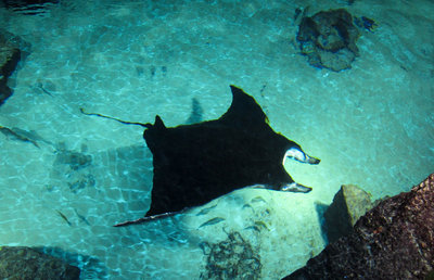 Raie-Manta.jpg