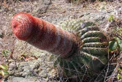 penis-cactus.jpg
