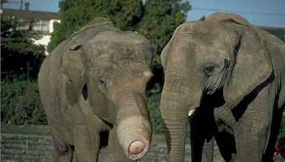 elephbite.jpg