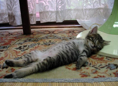 passed_out_cat.jpg