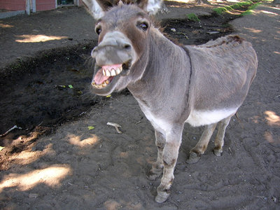 tres joli donkey