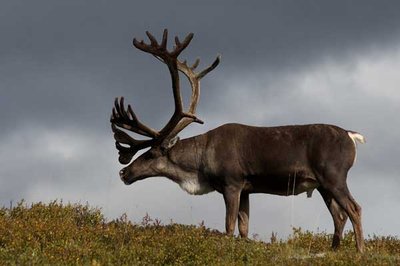 caribou_cc_05.jpg