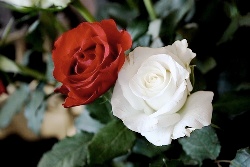 rose.jpg