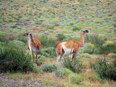 Lamas.jpg