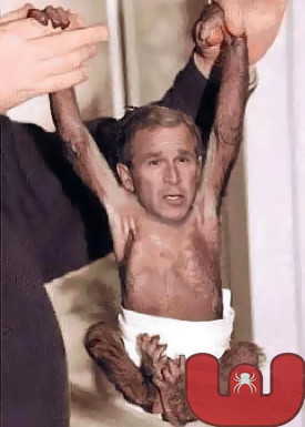 bush_monkey.jpg
