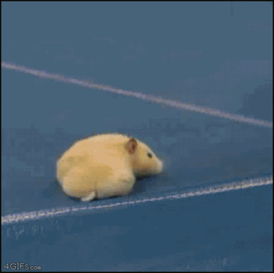 182057554.gif