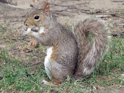 Squarel-in-Central-Park.jpg