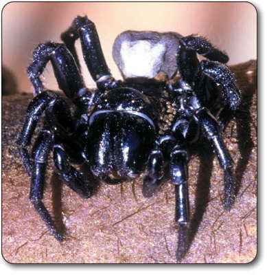 sydney-funnel-web-spider.jpg